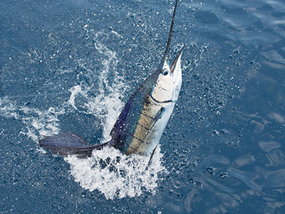 jumping sailfish