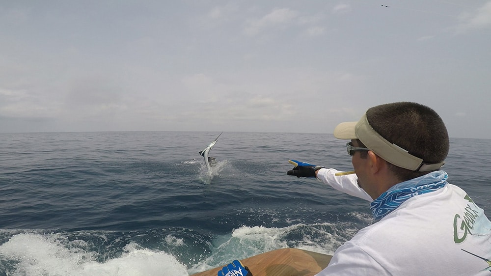 2017 Offshore World Championship sailfish jumping