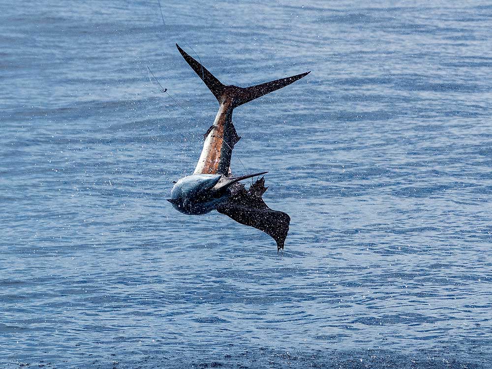 sailfish jumping in the air