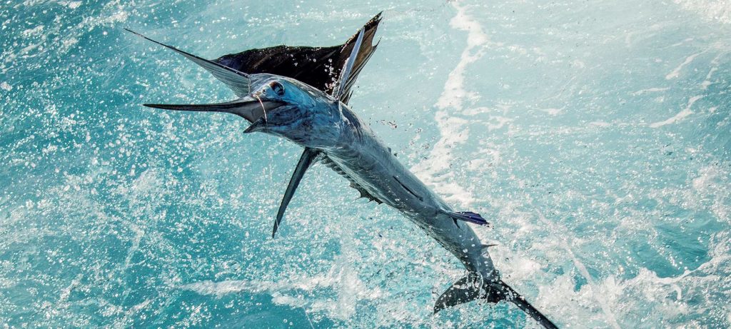 sailfish leaping from water