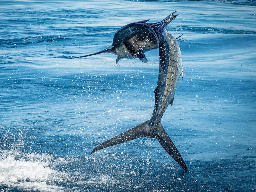 A large Pacific sailfish leaping from the water.