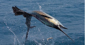 sailfish nicaragua