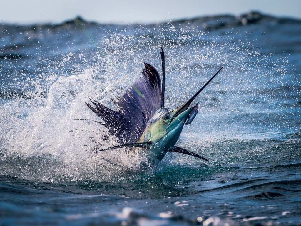 A sailfish breaking out of the water.