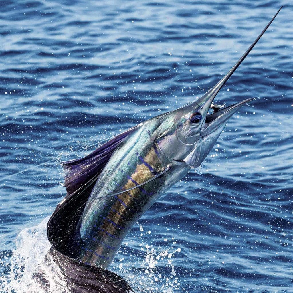 sailfish leaping out of water