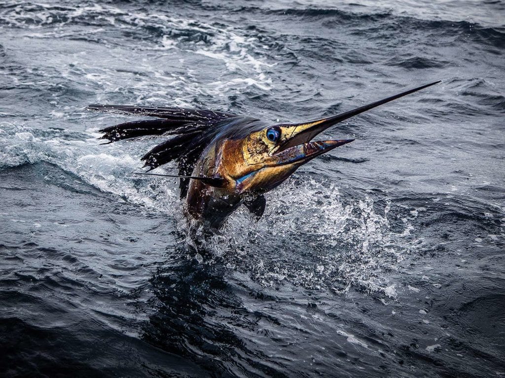 A sailfish on the leader bursts out of the ocean.