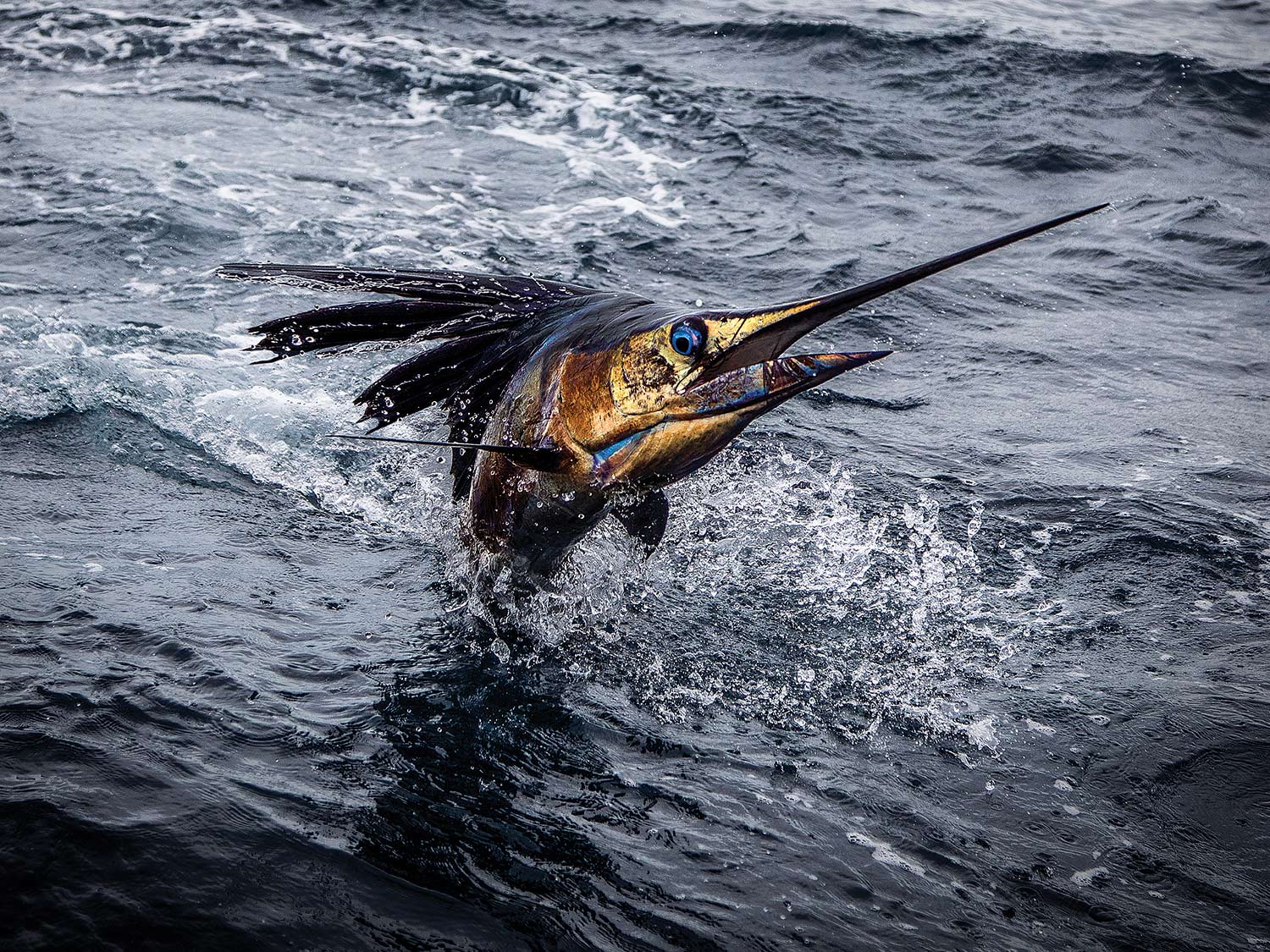 Top Tactics for Atlantic Sailfish