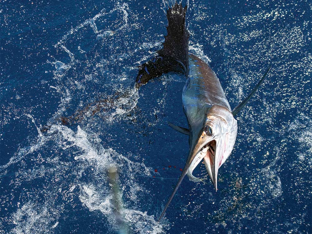 south florida sailfish tactics