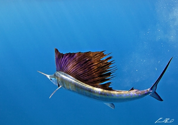 SAILFISH