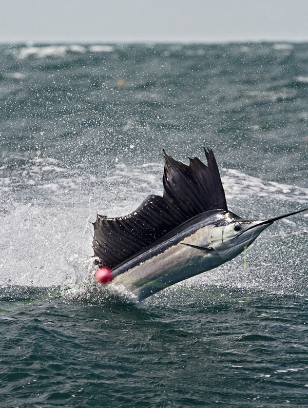 sailfish-photo-finalists0174.jpg
