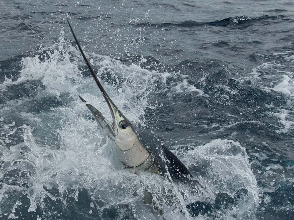 2017 flor de cana international billfish tournament nicaragua