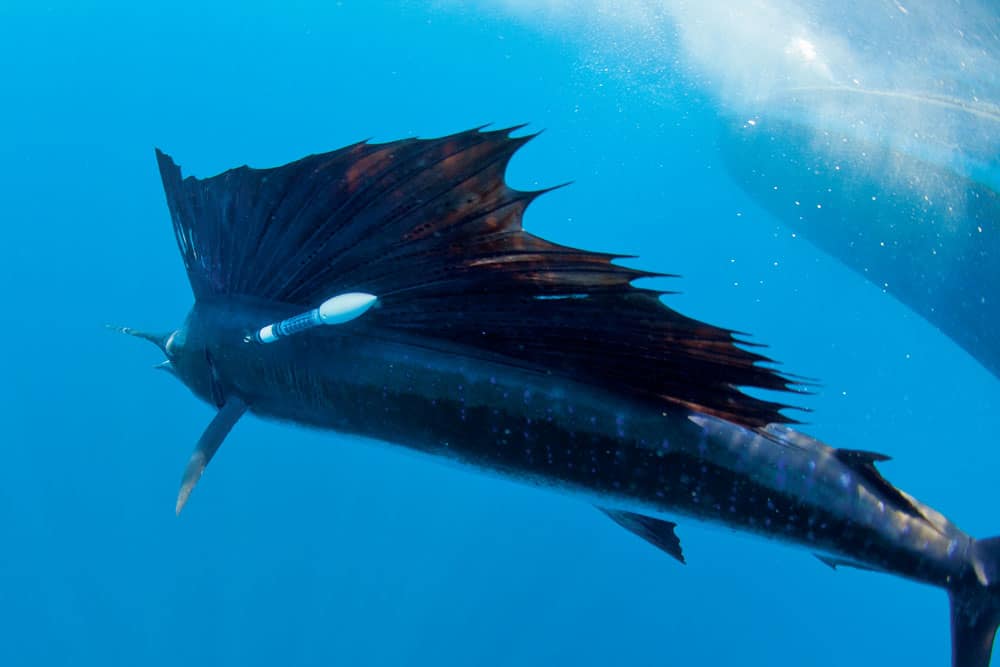 sailfish-tagging_01.jpg