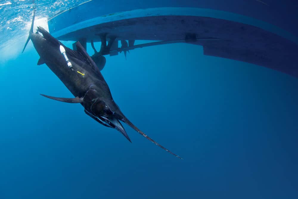 sailfish-tagging_02.jpg
