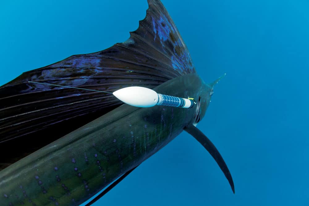 sailfish-tagging_05.jpg