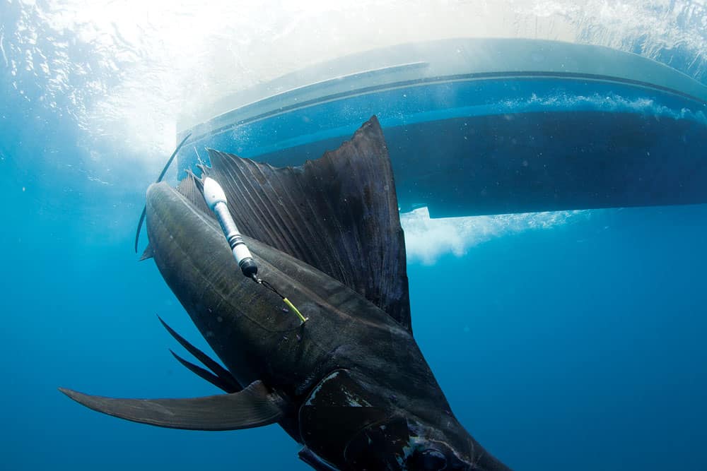 sailfish-tagging_12.jpg