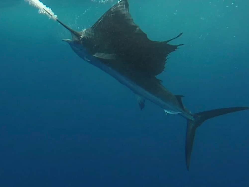 2017 Offshore World Championship Quepos Costa Rica