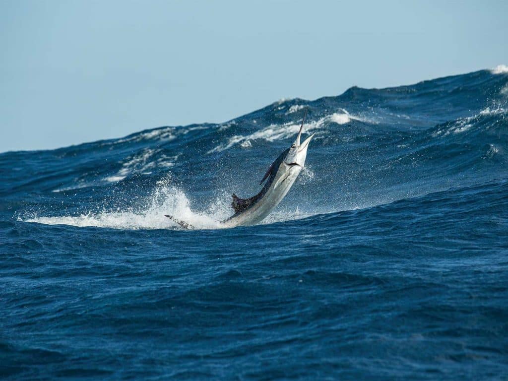 A sailfish bursts from the water amidst small waves.