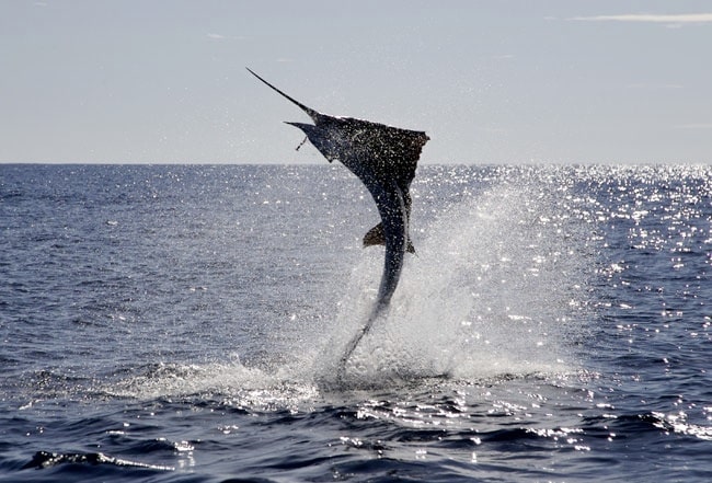 sailfish jumping Isla Mujeres Mexico Masters Tournament
