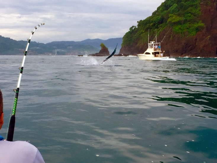 los suenos sailfish