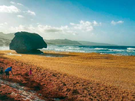 sargassum on a caribbean beach