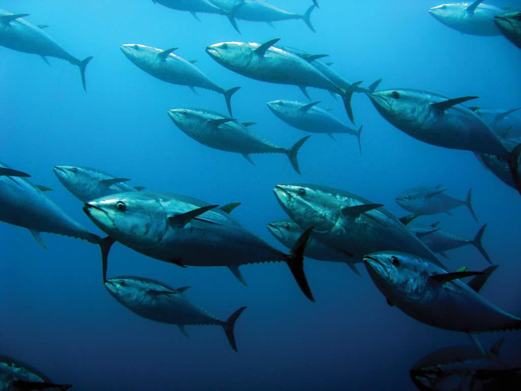 A school of bluefin tuna.
