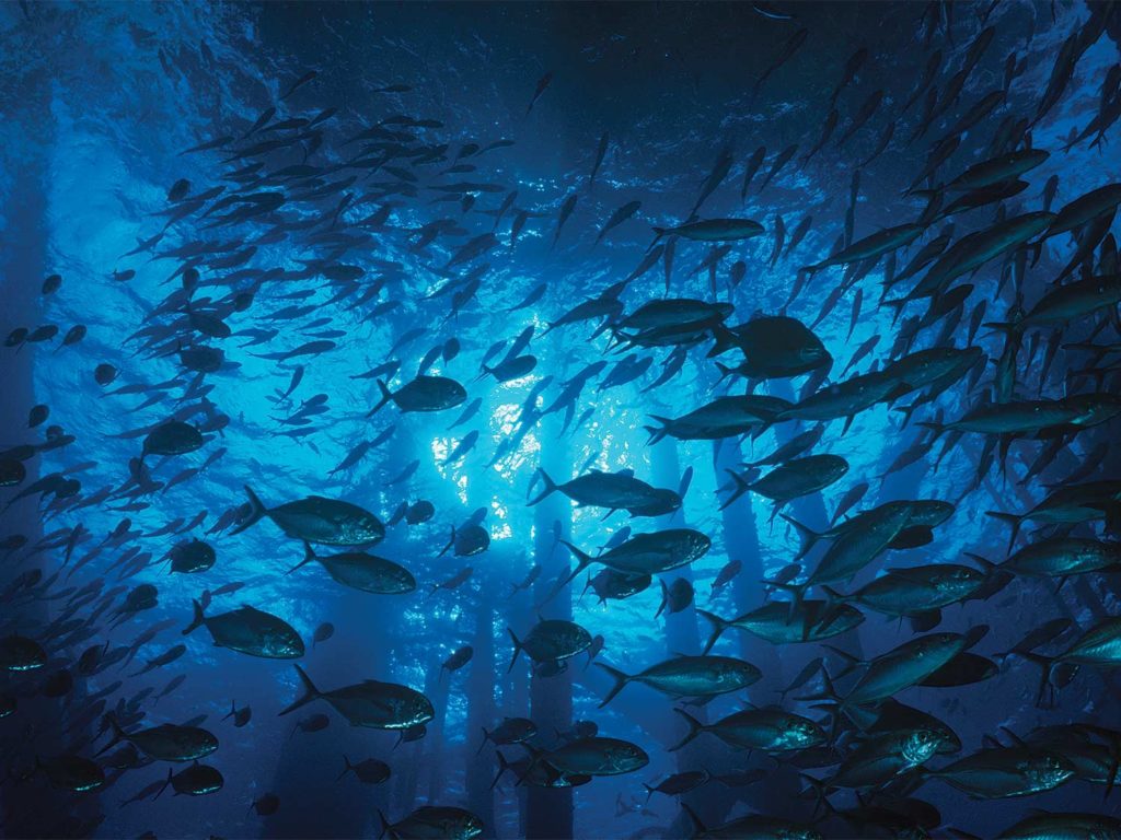 A variety of schools of fish swim around the support pillars of an oil rig.