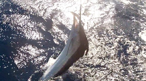 screen shot 2012-11-19 at 12.37.17 pm.jpg