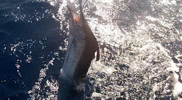 screen shot 2012-11-19 at 12.37.46 pm.jpg