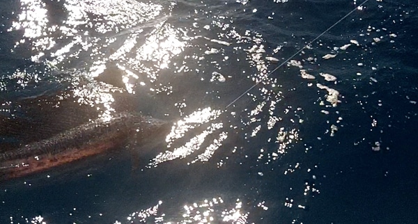 screen shot 2012-11-19 at 12.39.28 pm.jpg