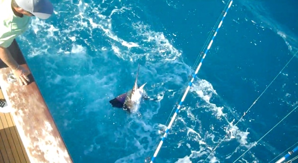 screen shot 2012-11-19 at 12.51.29 pm.jpg