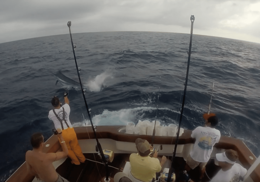 breathe easy gulf of mexico blue marlin fishing orange beach billfish classic