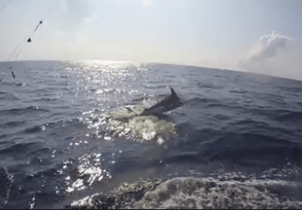 born2run blue marlin gulf of mexico