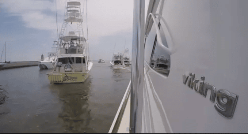 Where the bite is gulf of mexico blue marlin fishing