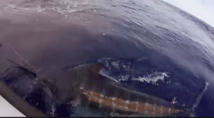 blue marlin at the boat