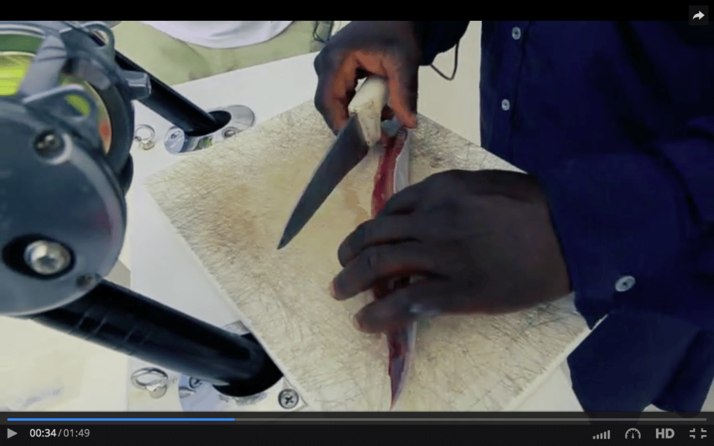 bonito strip bait teaser