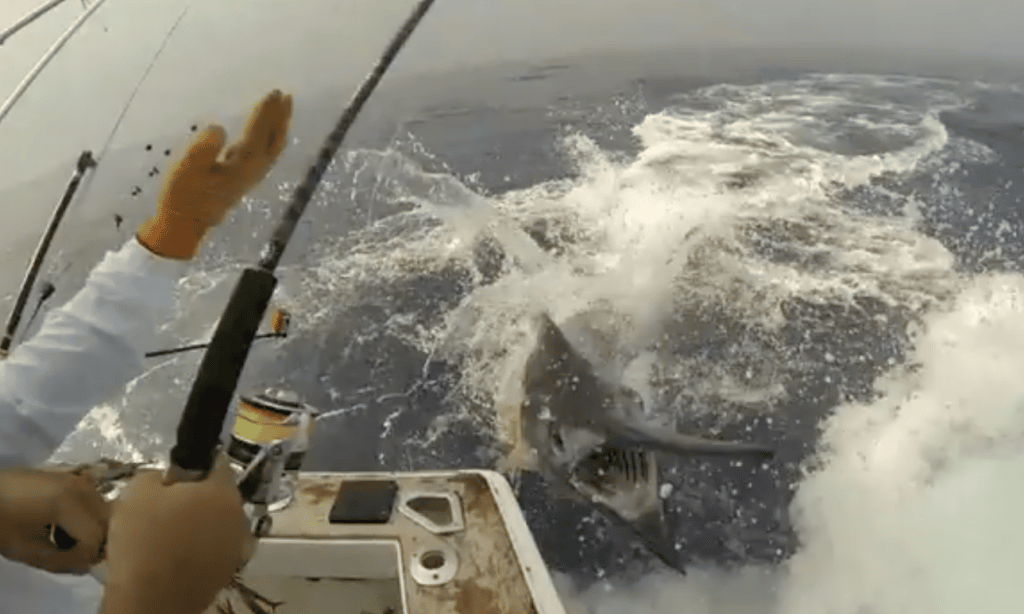 blue marlin charges the boat