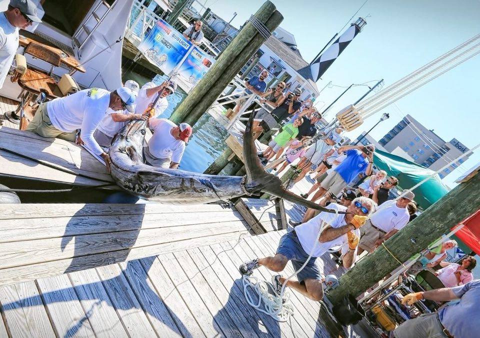 Morehead City North Carolina Sea Striker Adrian Holler blue marlin