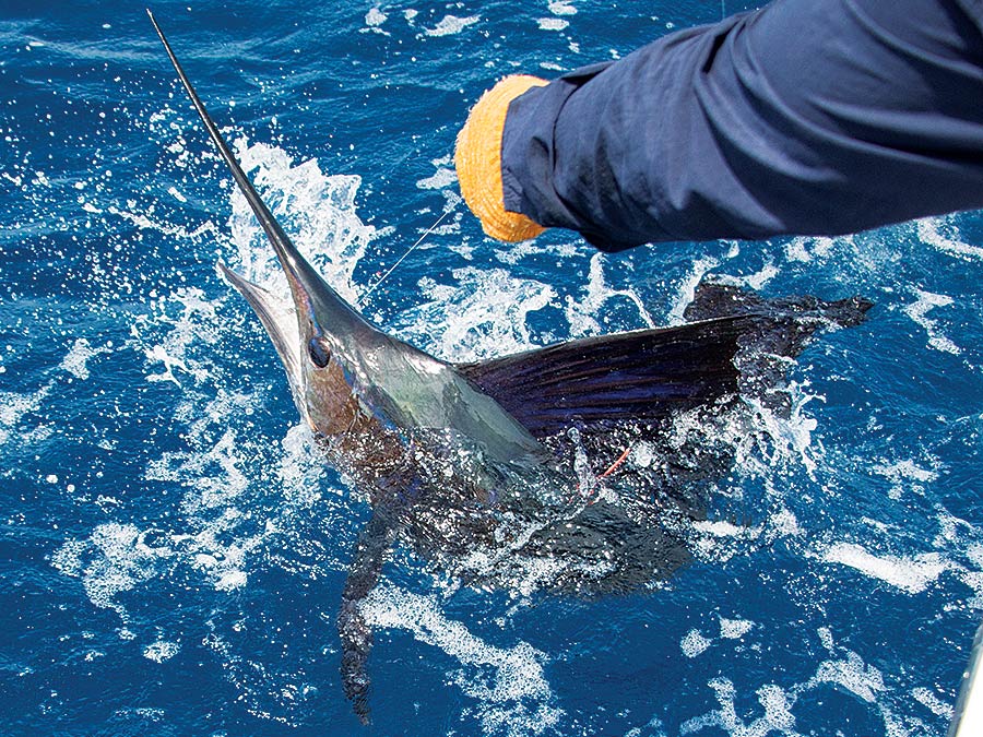 sailfish
