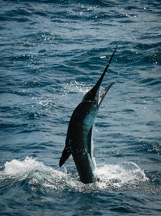 white marlin leaps out the water in the Oregon Inlet
