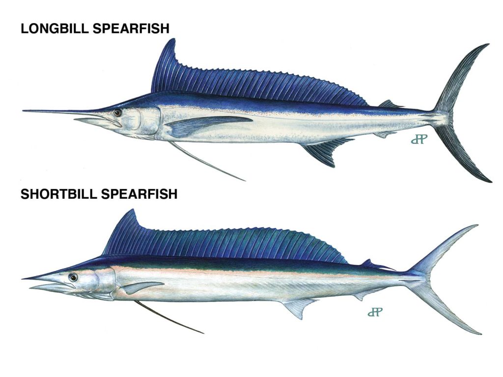 Longbill and Shortbill Identification.