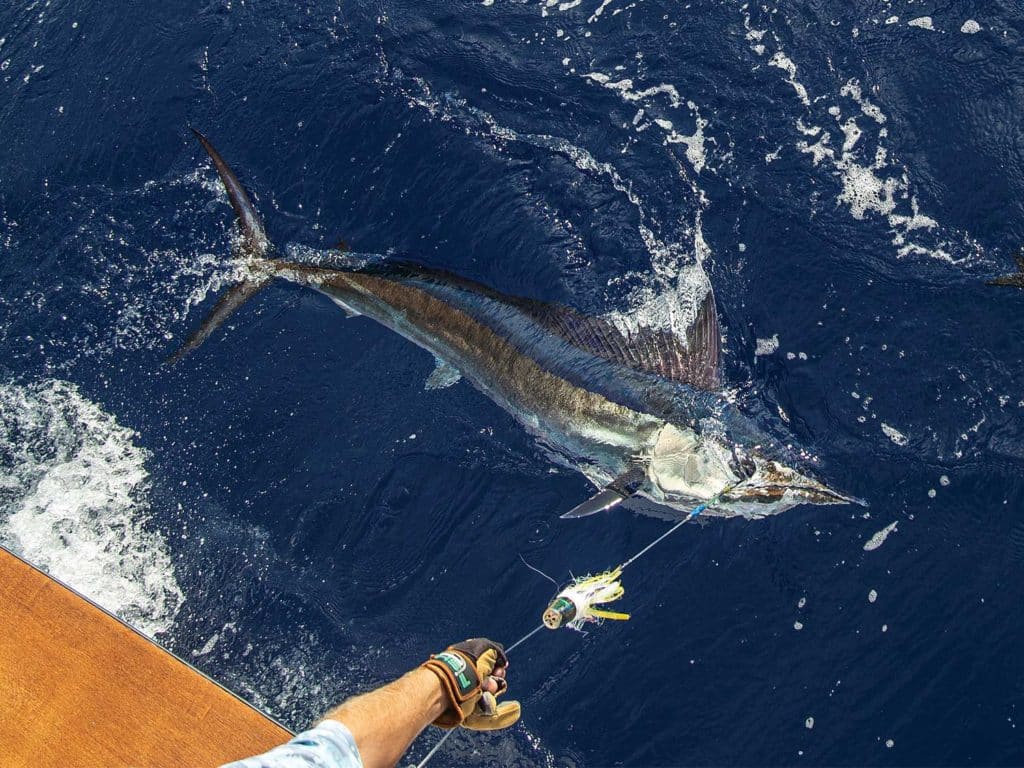 A shortbill spearfish on the leader.