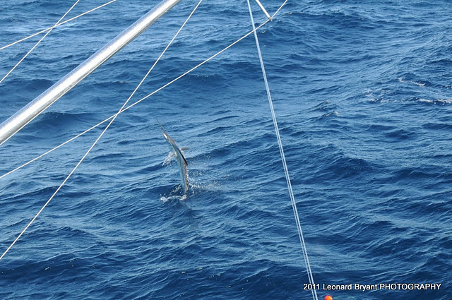 silver sailfish_04.jpg