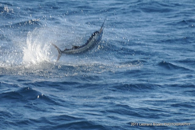 silver sailfish_06.jpg