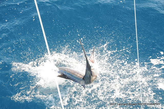silver sailfish_07.jpg