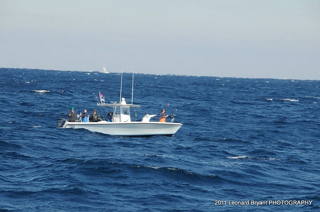 silver sailfish_08.jpg