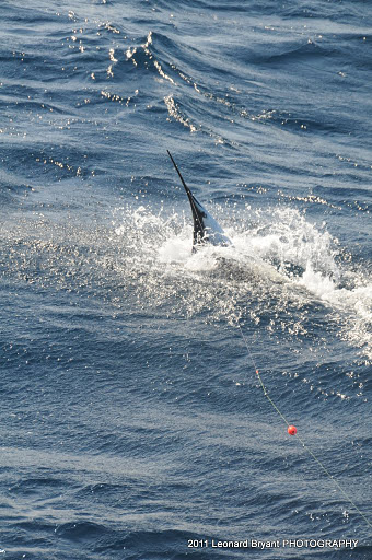 silver sailfish_09.jpg