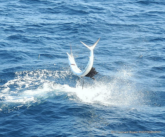 silver sailfish_10.jpg