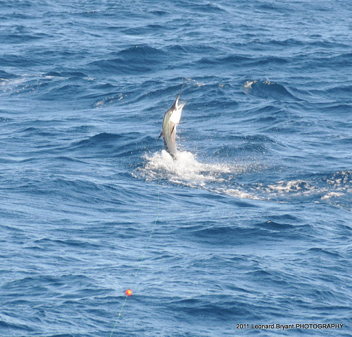 silver sailfish_13.jpg