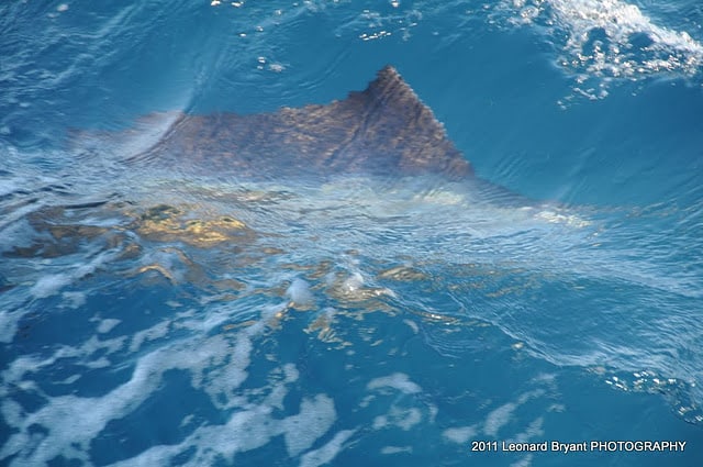 silver sailfish_14.jpg