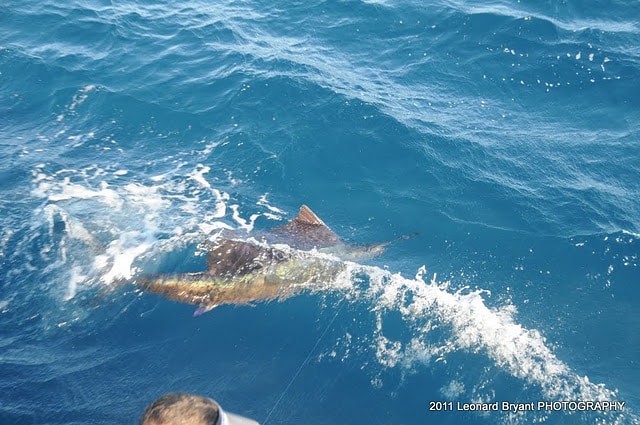 silver sailfish_15.jpg