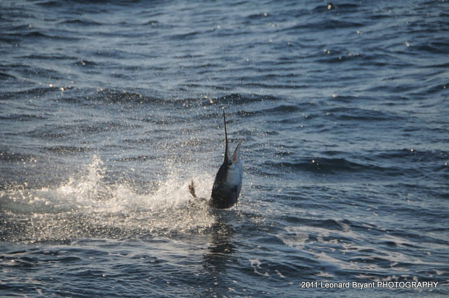 silver sailfish_17.jpg